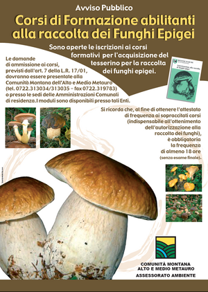 funghi funghi