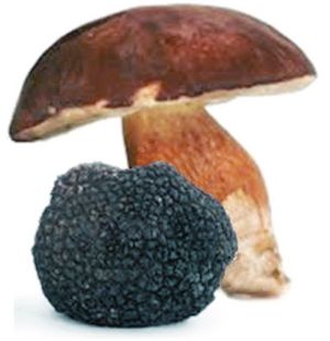 Funghi Tartufi