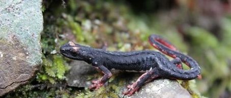 salamandra